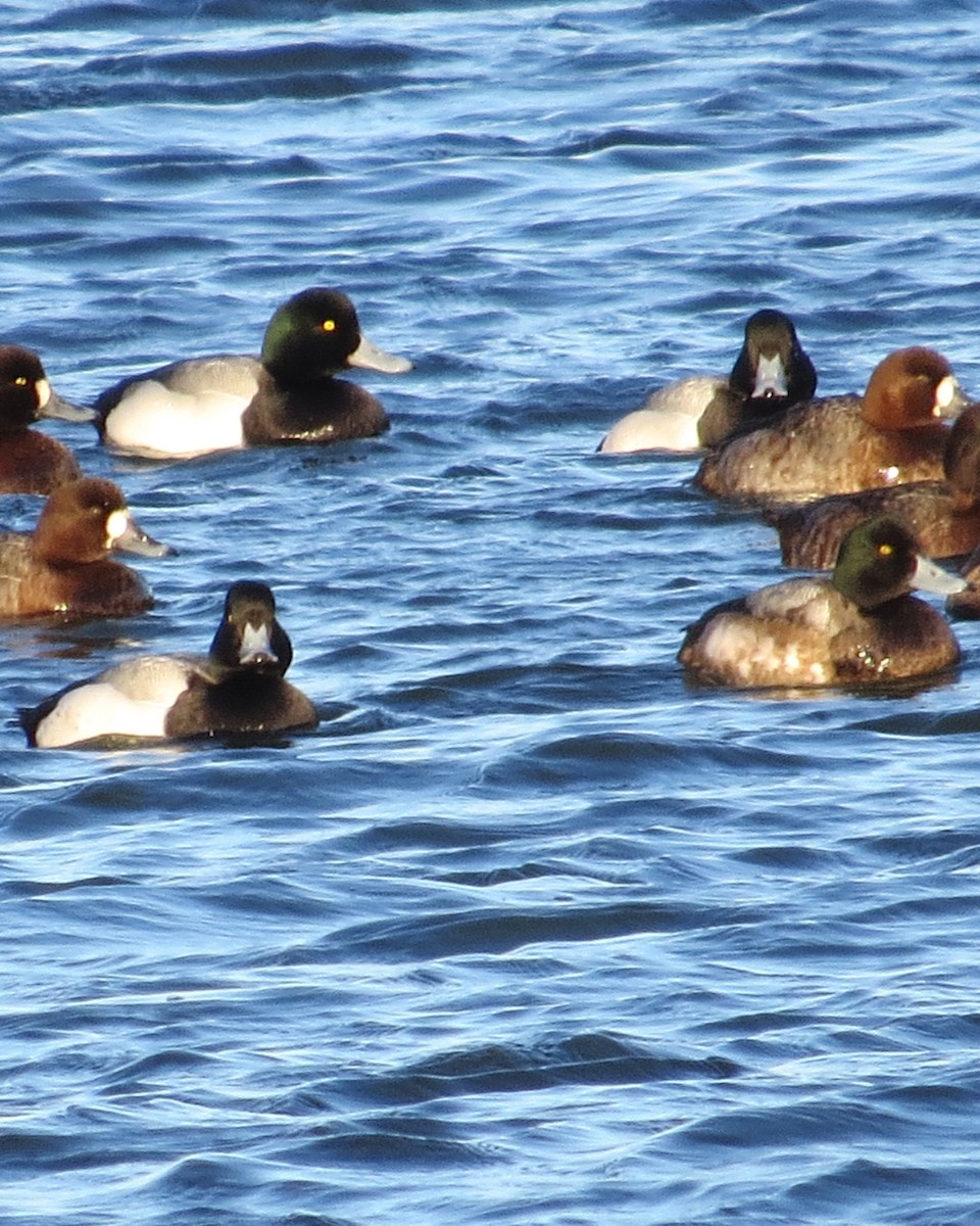 Greater/Lesser Scaup - Angela Granchelli