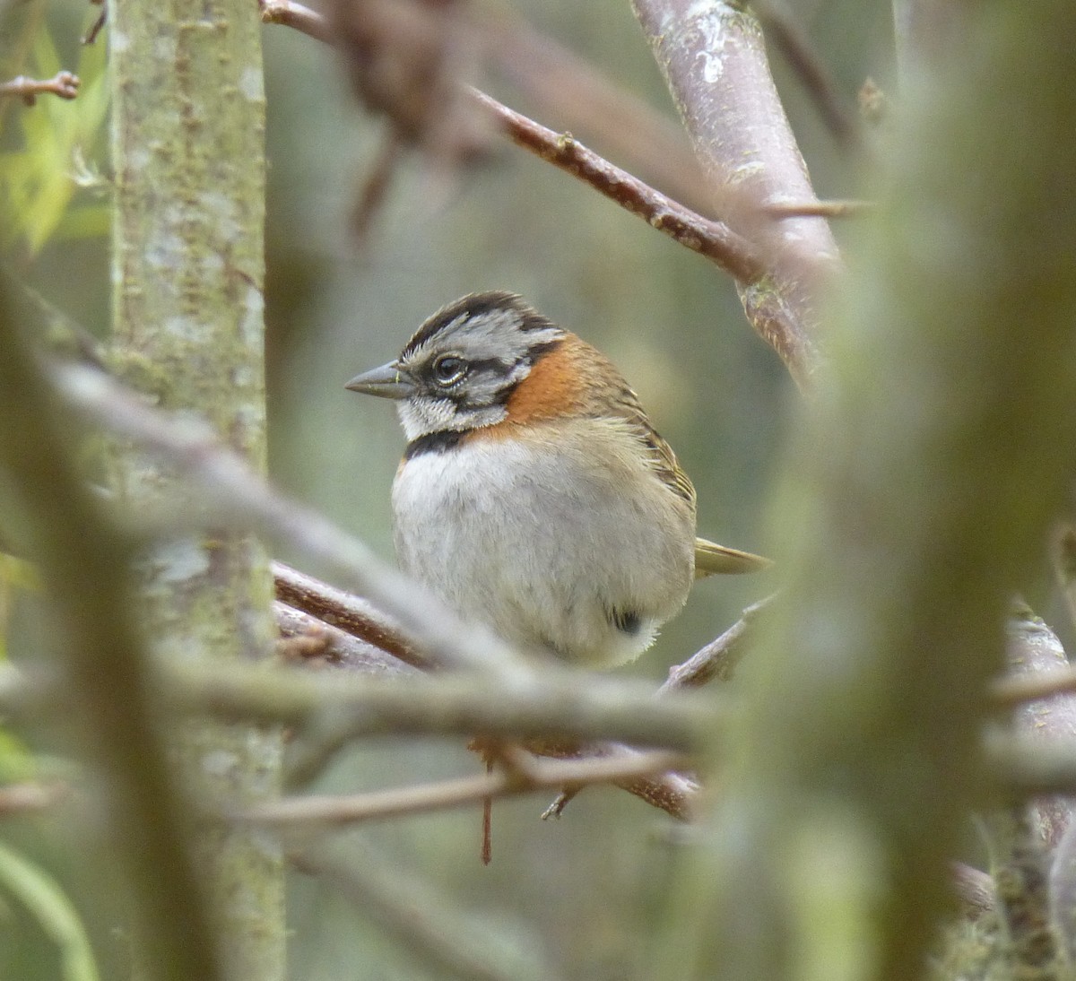Rufous-collared Sparrow - ML237582991