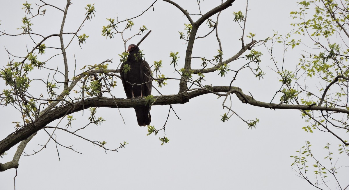 Urubu à tête rouge - ML237584691