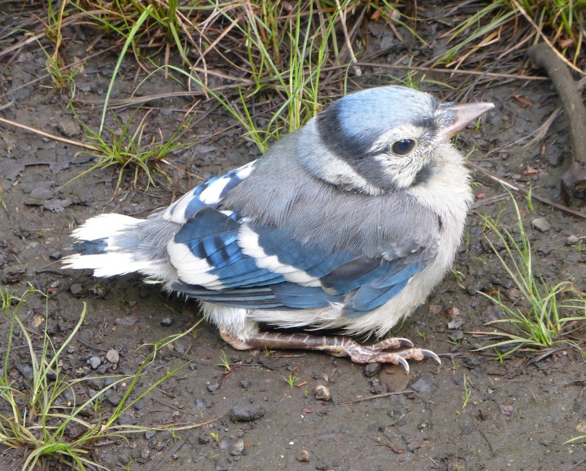Blue Jay - Peter  LaBelle