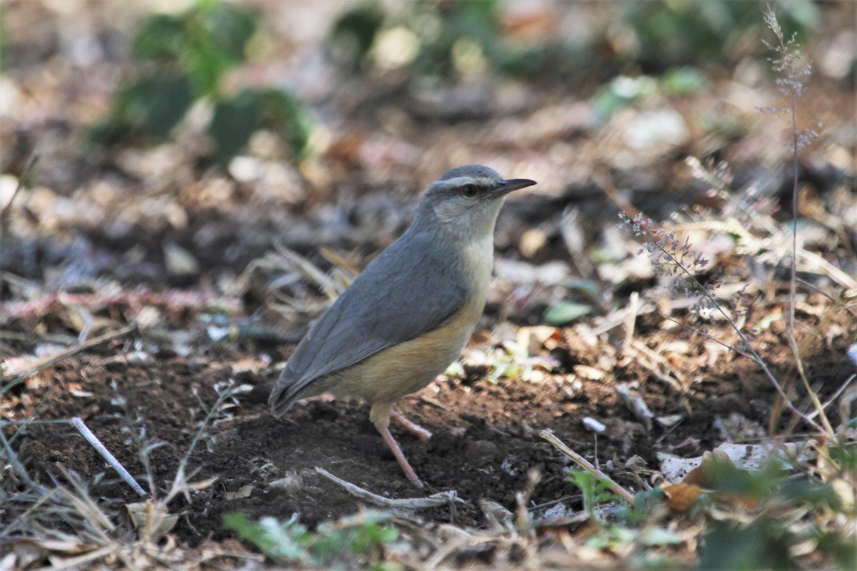 Long-billed Crombec - ML237586281