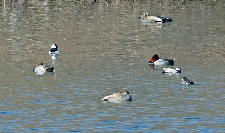 Bufflehead - ML23758731