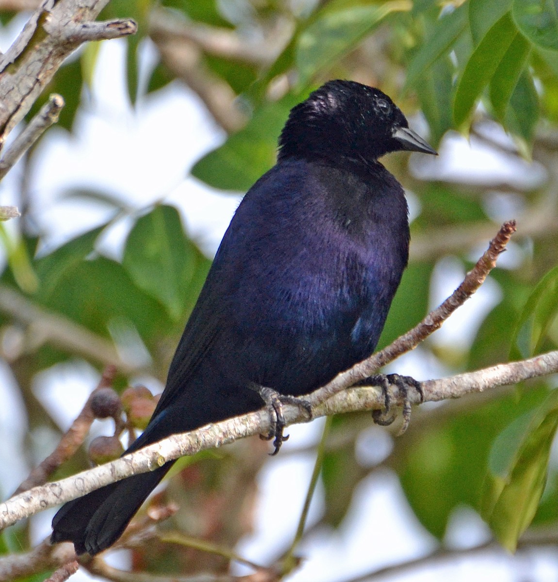 Shiny Cowbird - ML23758801