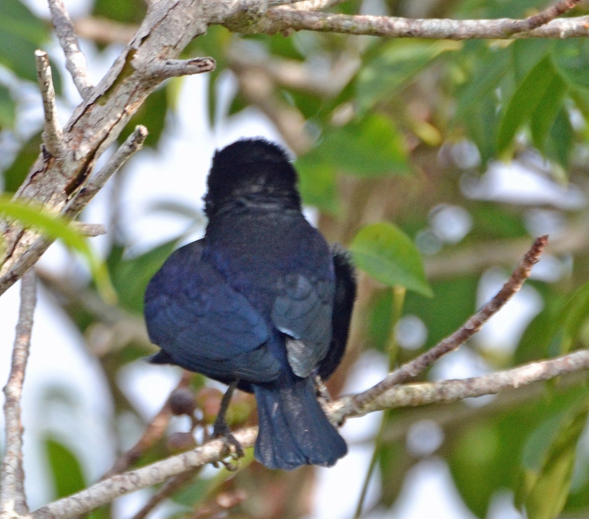 Shiny Cowbird - ML23758821