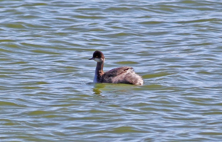 Eared Grebe - ML23758851