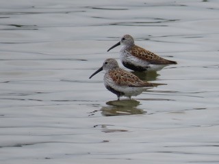 Dunlin - ML237588621