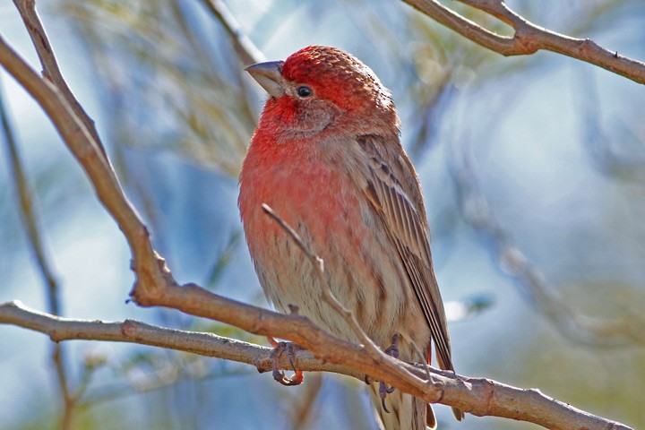 House Finch - ML23759011