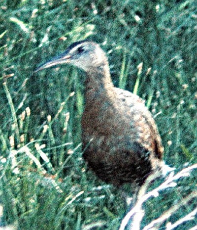 King Rail - ML23759041