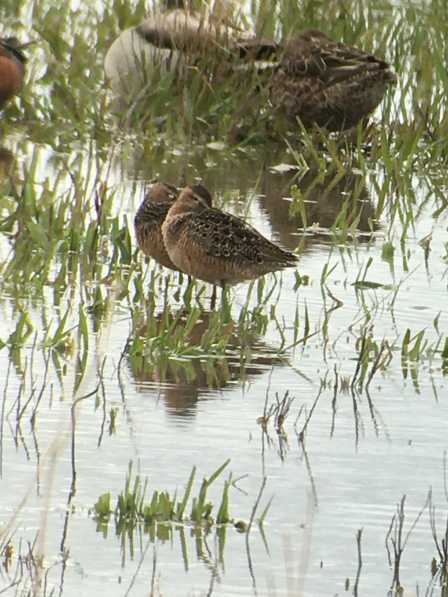 Long-billed Dowitcher - ML237592811