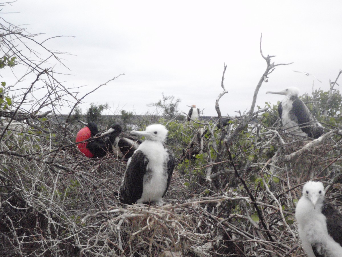 Great Frigatebird - ML23759351