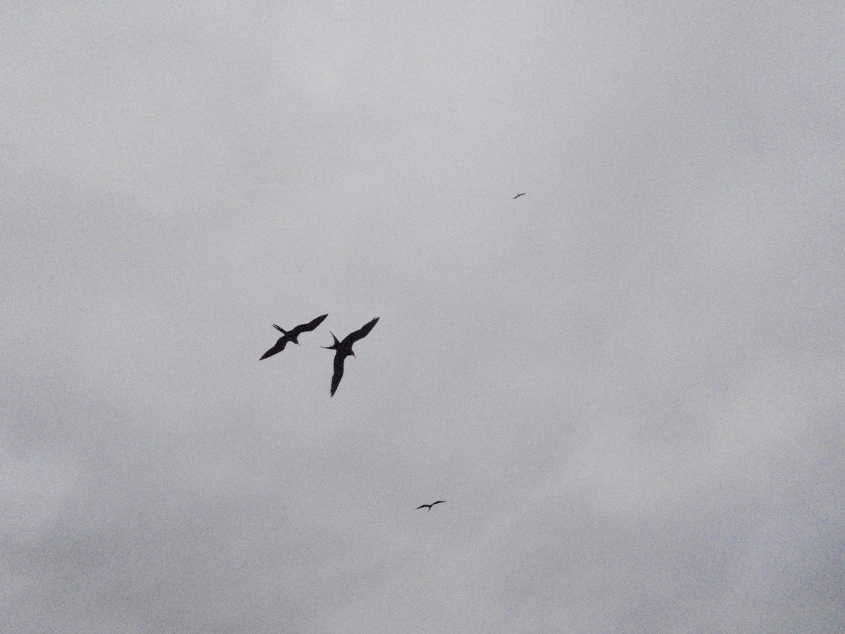 Magnificent Frigatebird - ML23759391