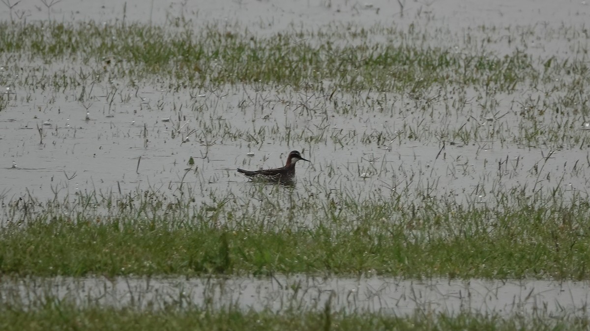 Phalarope à bec étroit - ML237594191