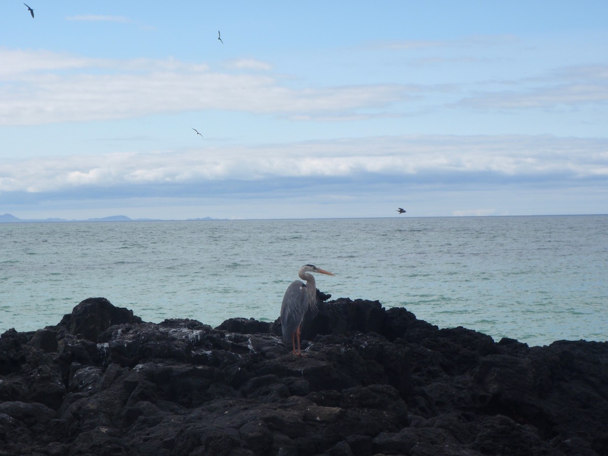 Great Blue Heron - ML23759421