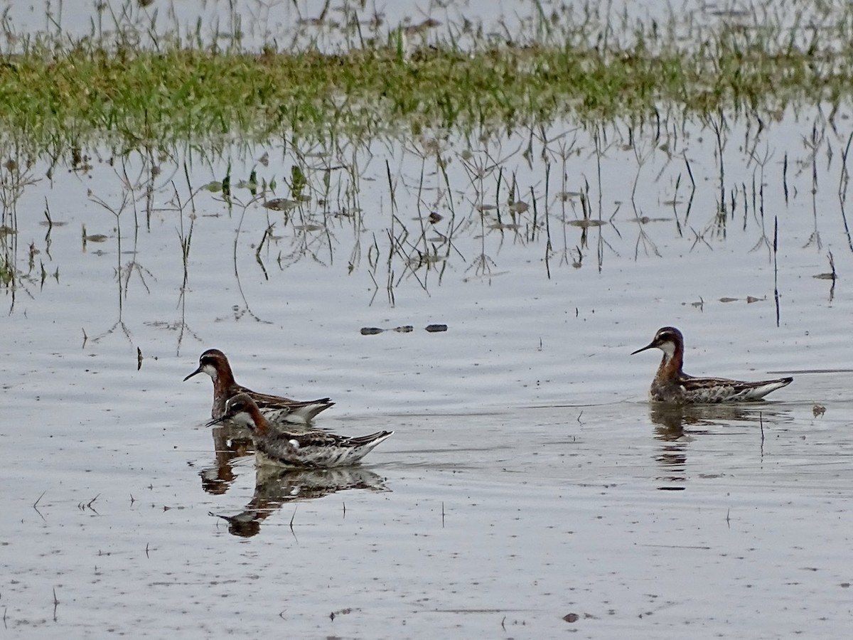 Red-necked Phalarope - ML237594671