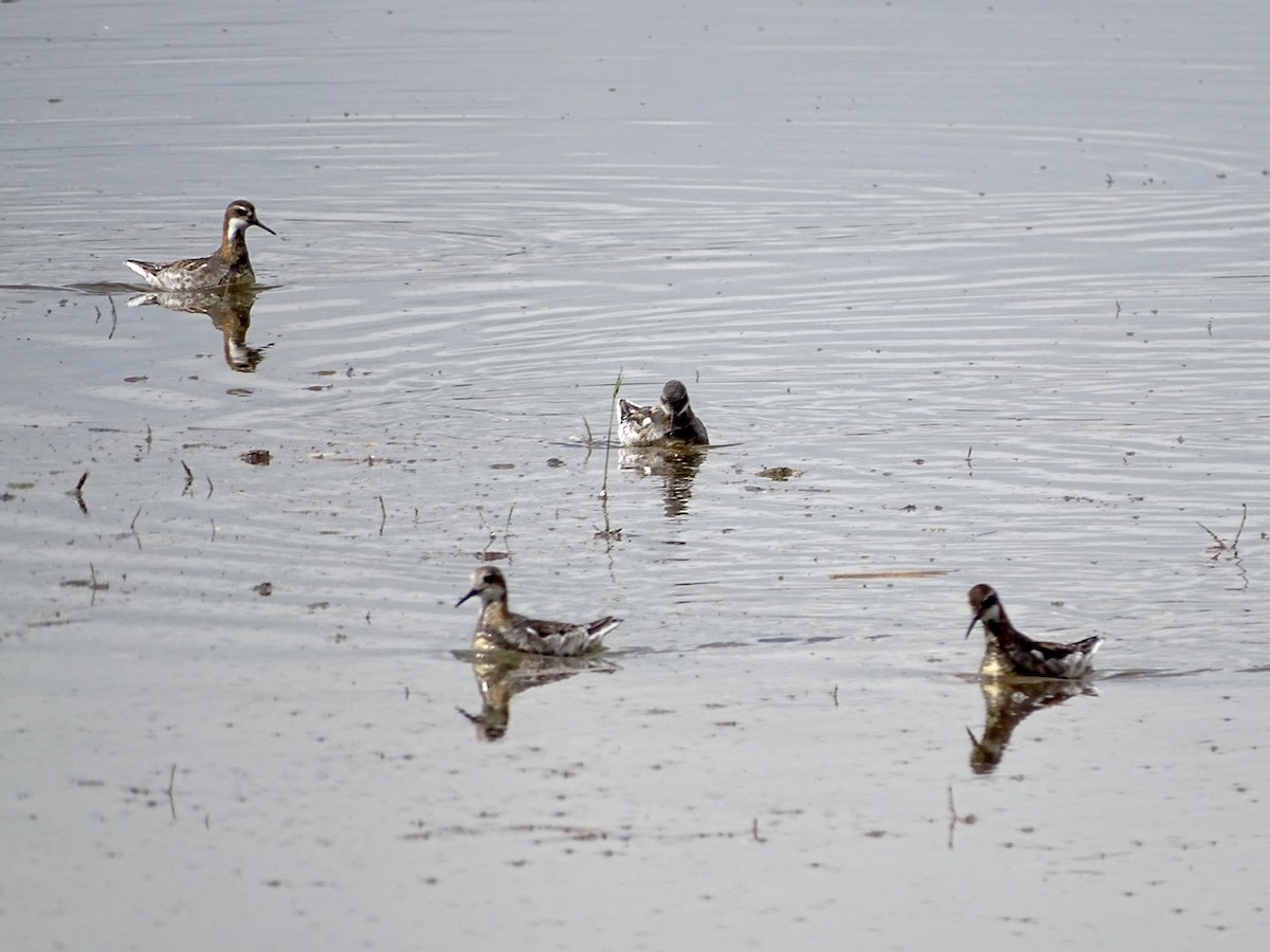 Red-necked Phalarope - Fleeta Chauvigne