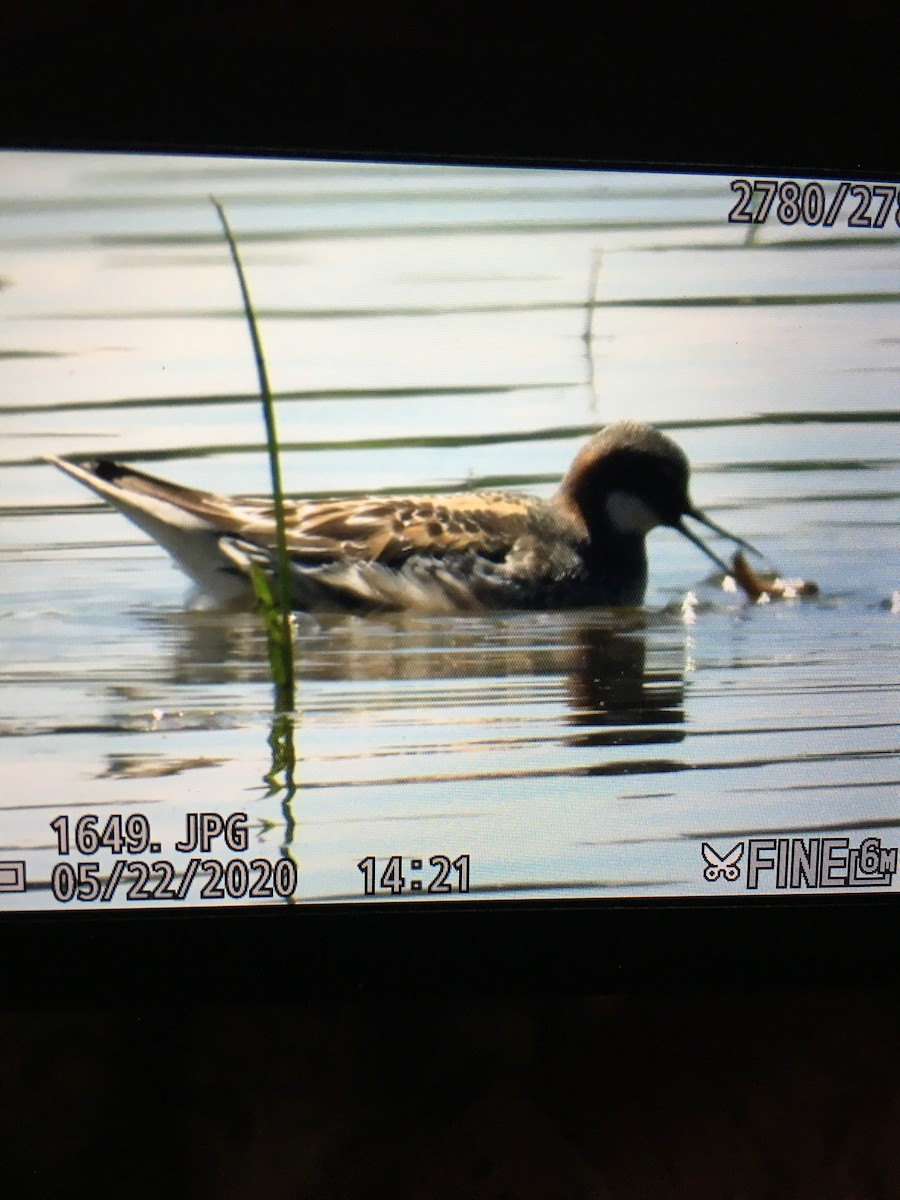 Red-necked Phalarope - ML237594911