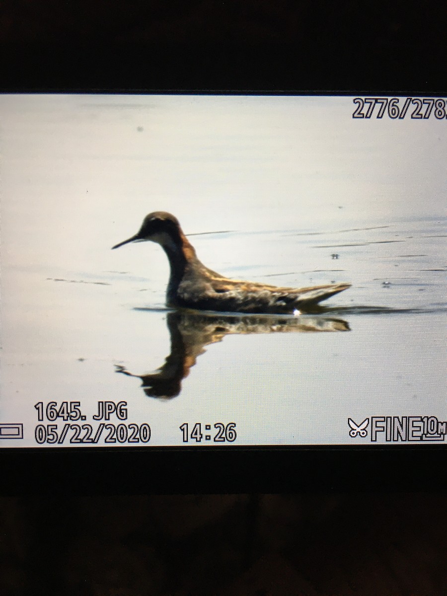 Red-necked Phalarope - Rhonda Weiss