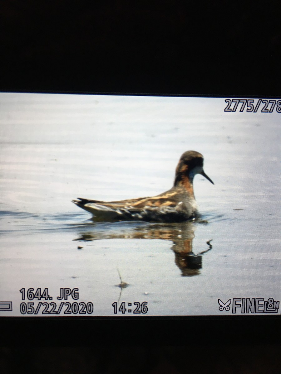 Red-necked Phalarope - ML237594981