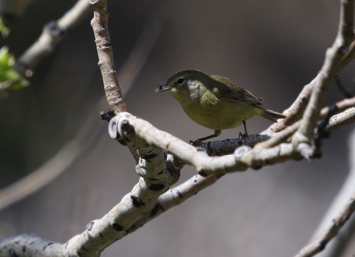 Orange-crowned Warbler - Tom Forwood JR