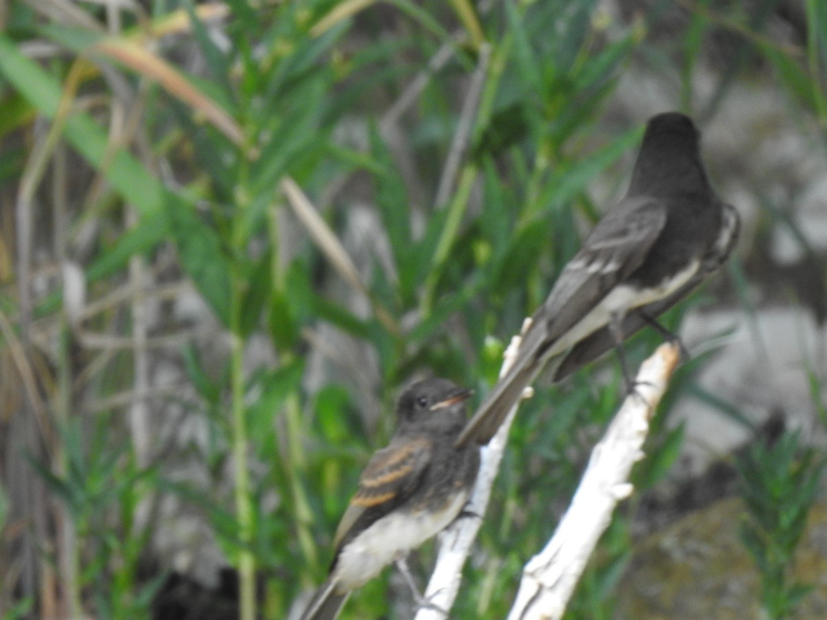 Black Phoebe - Kevin Long