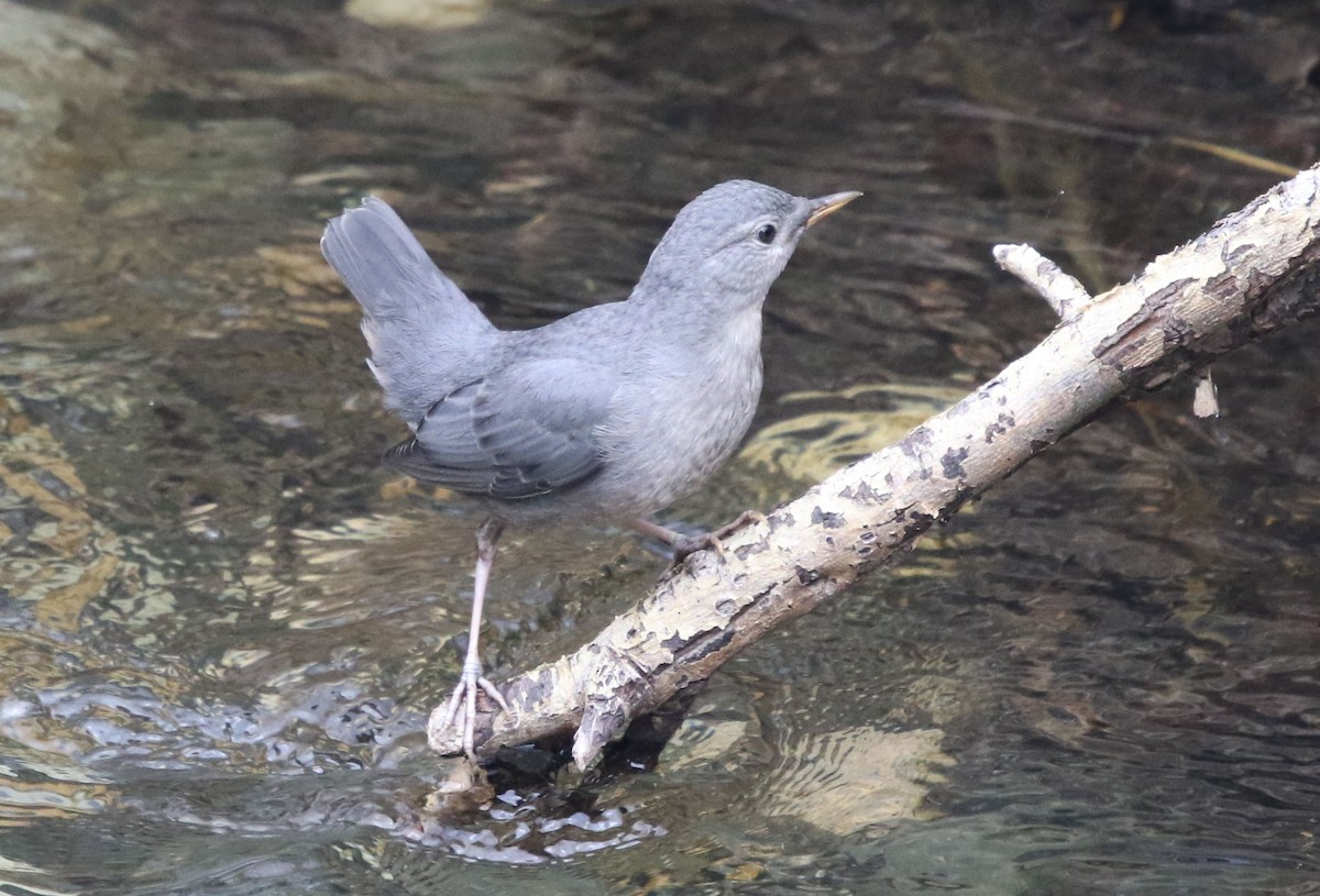 American Dipper - ML237596971