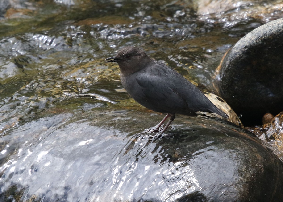 American Dipper - ML237597011