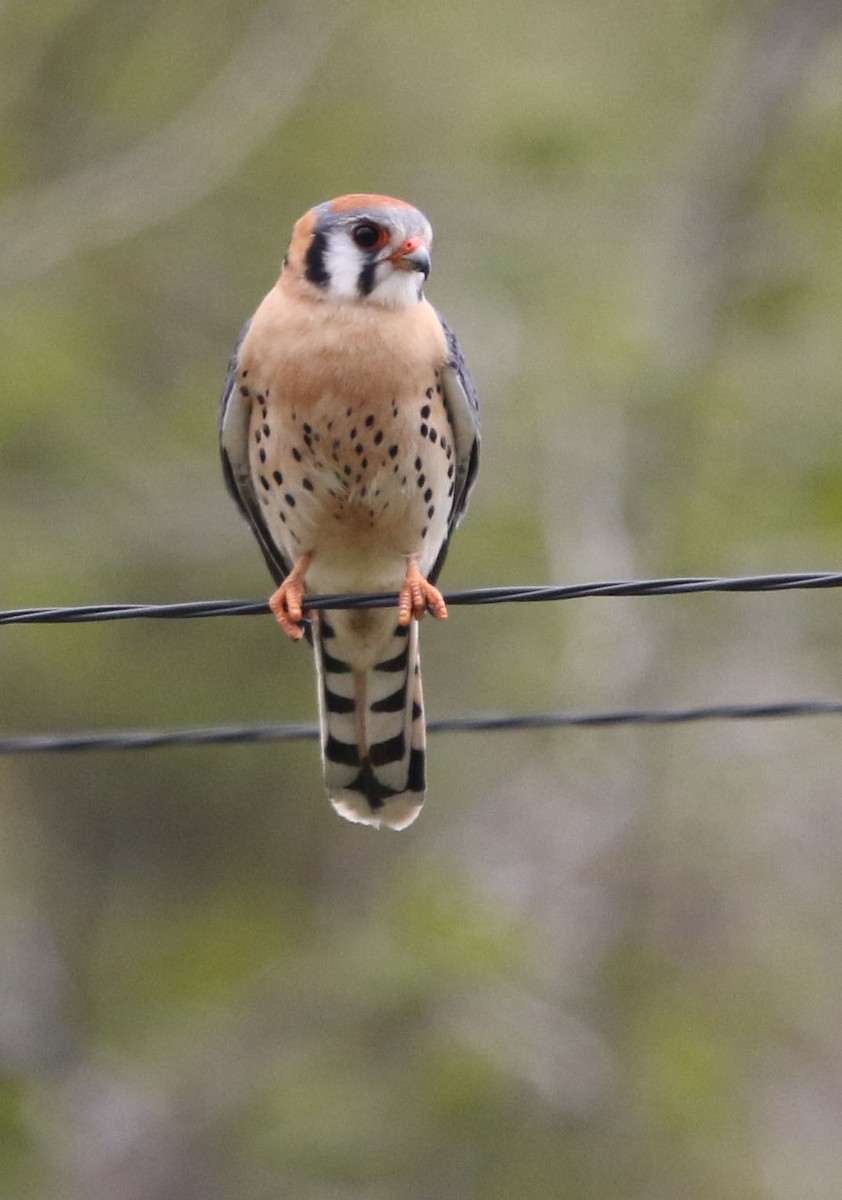 American Kestrel - ML237597031