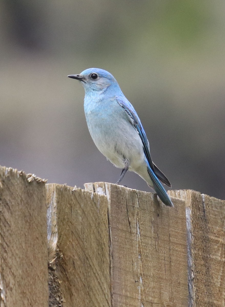 Mountain Bluebird - ML237597181