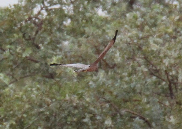 Aguilucho Moteado - ML237597401