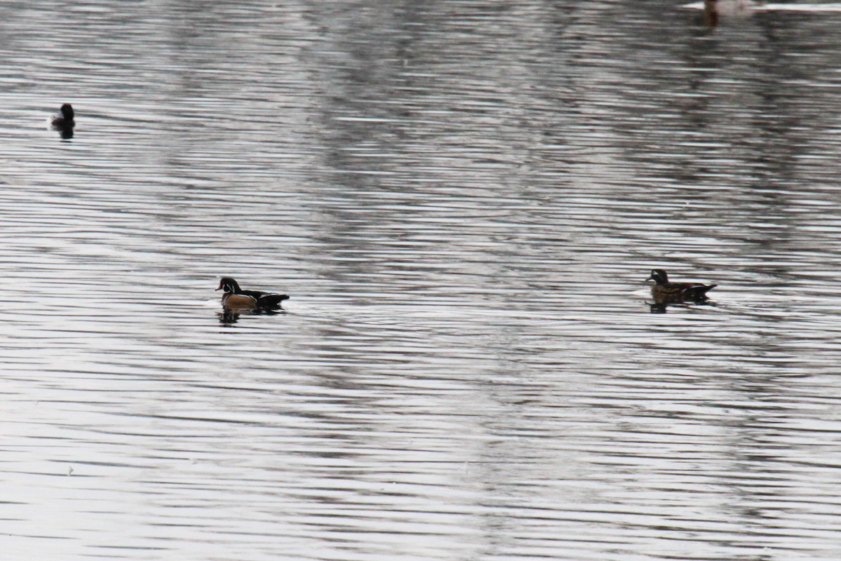 Wood Duck - ML23759871