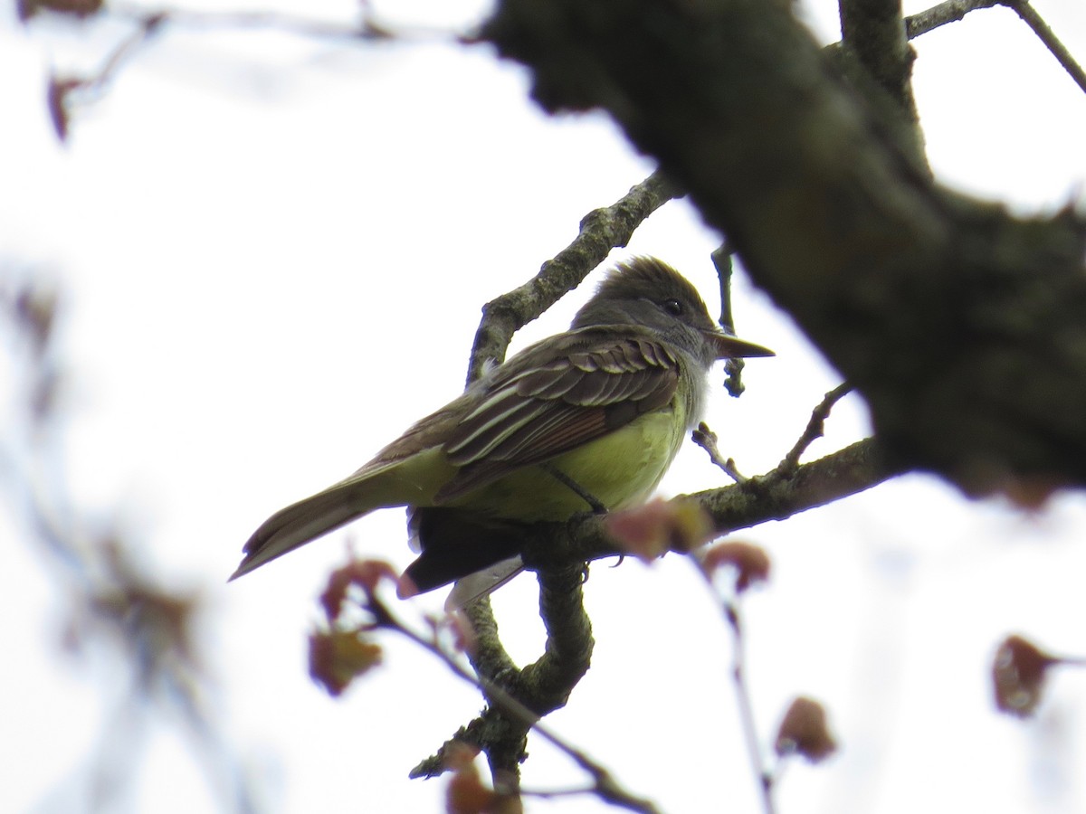 Great Crested Flycatcher - ML237599291