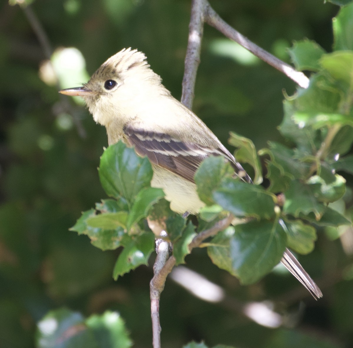 Western Flycatcher (Pacific-slope) - ML237599611