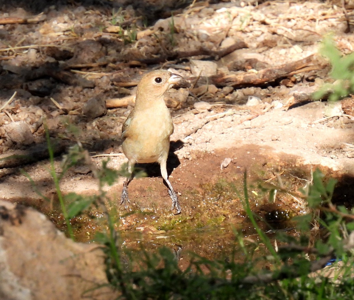 Varied Bunting - ML237600001