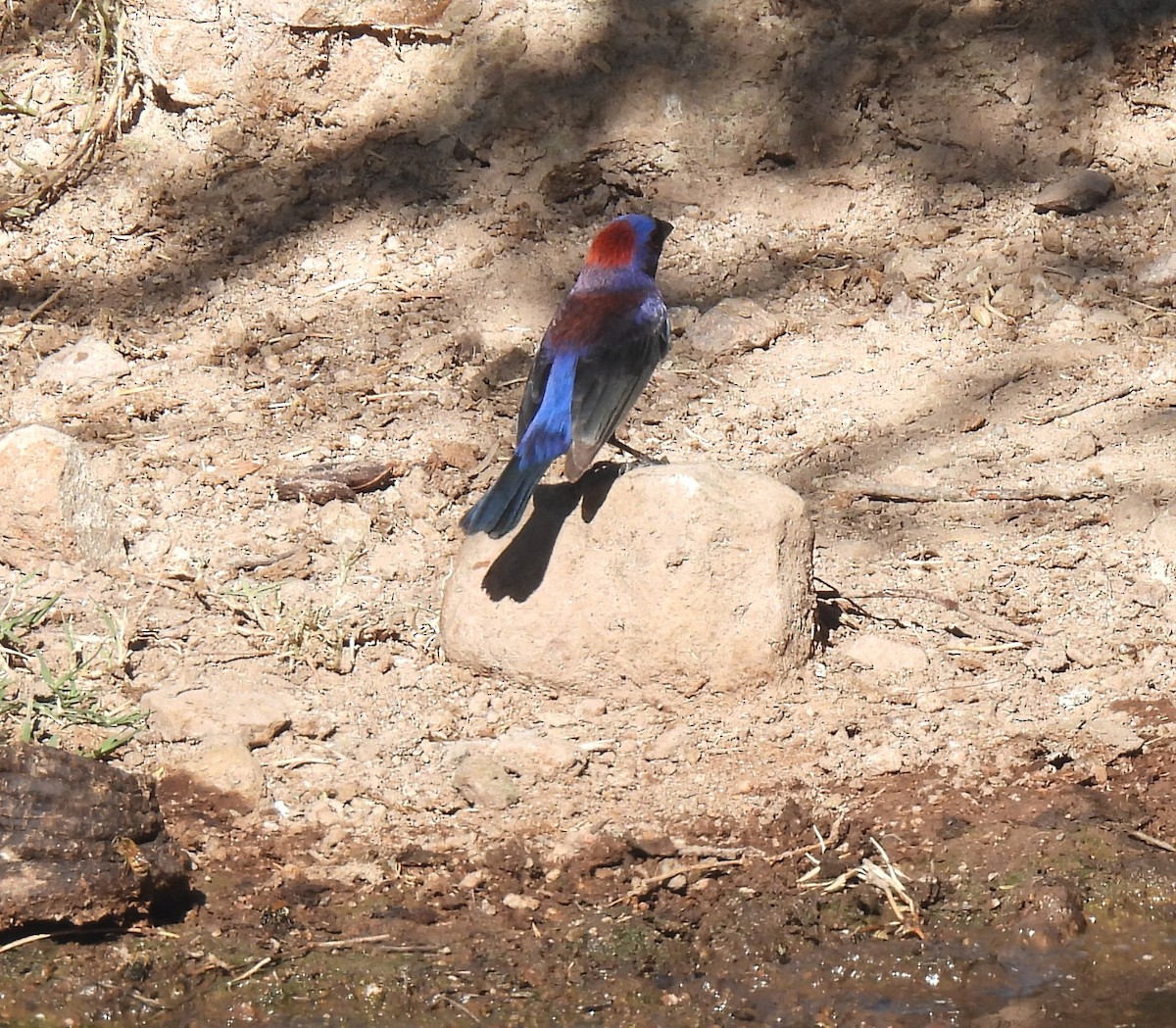 Varied Bunting - Mary Tannehill