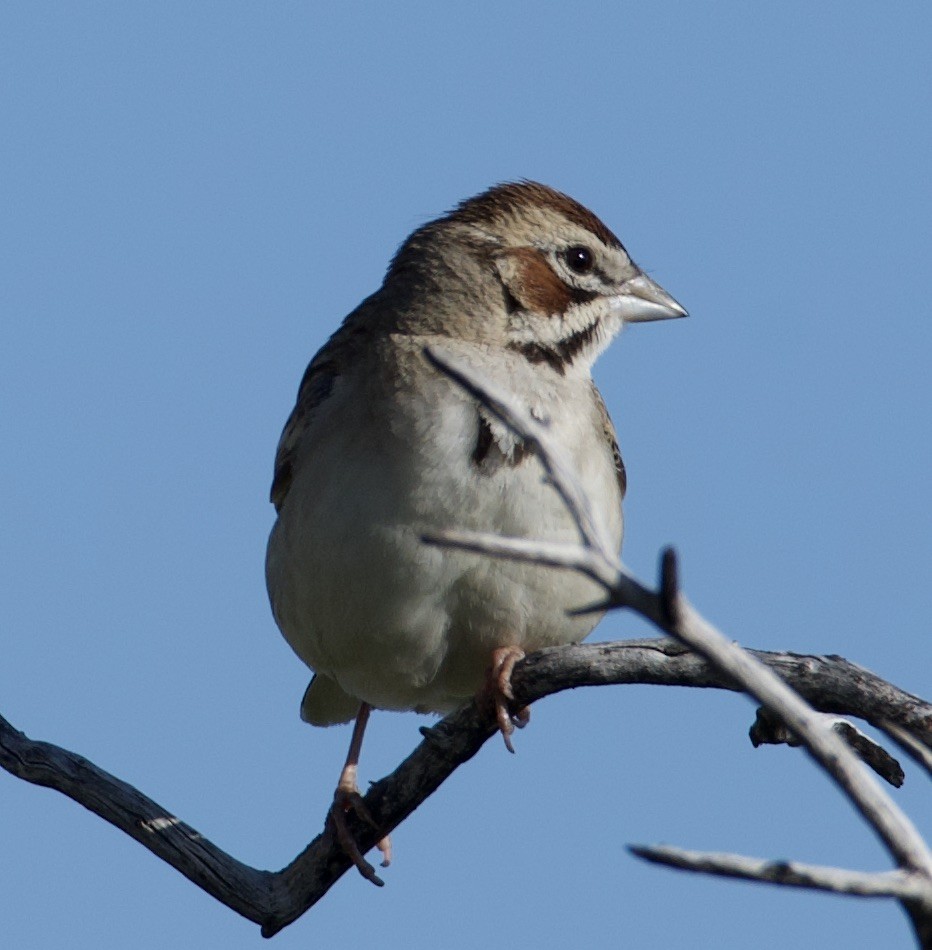 Lark Sparrow - william tyrer