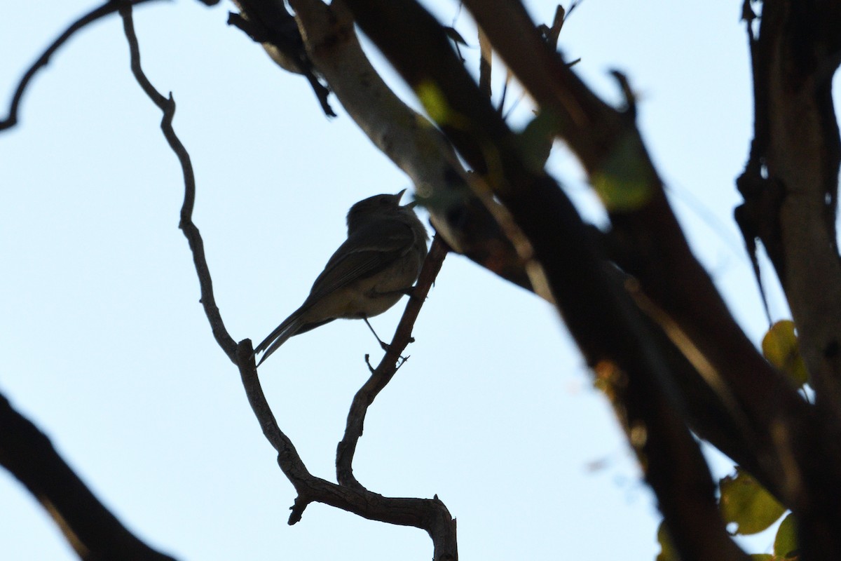 Golden Whistler - ML237600371