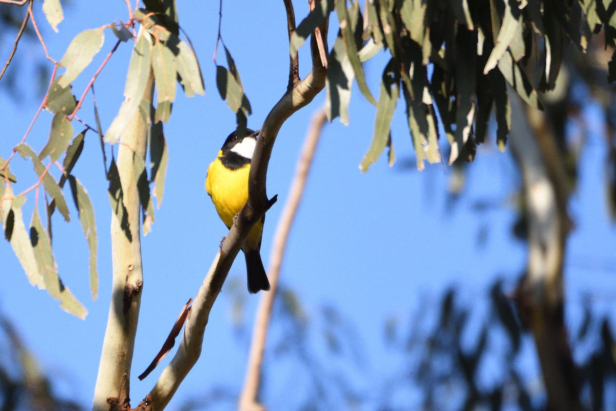 Golden Whistler - ML237600391