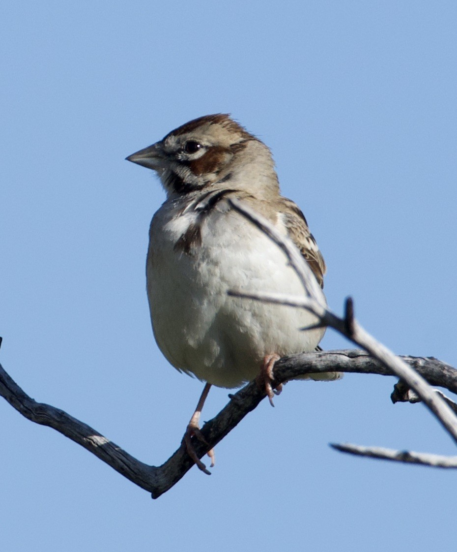 Lark Sparrow - william tyrer