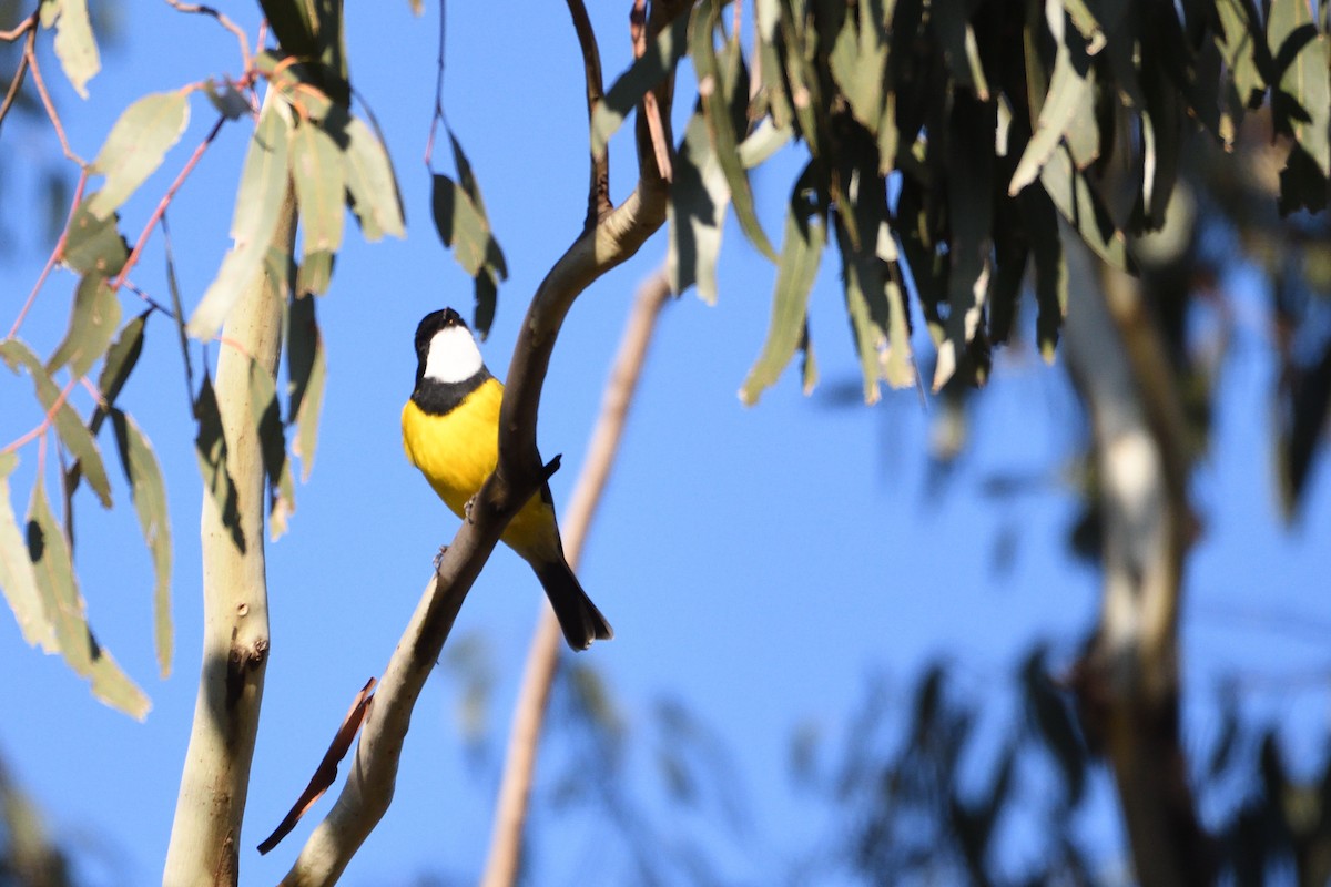 Golden Whistler - ML237600421