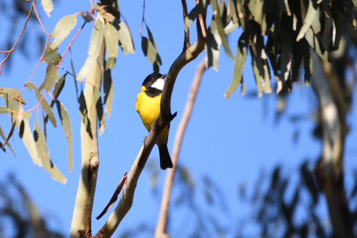 Golden Whistler - ML237600441