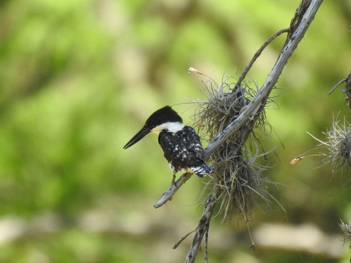 Green Kingfisher - ML237601281