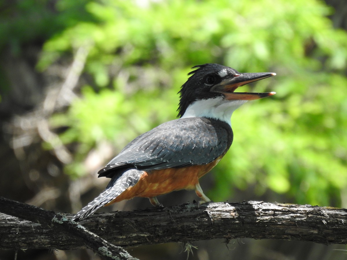 Ringed Kingfisher - ML237601371