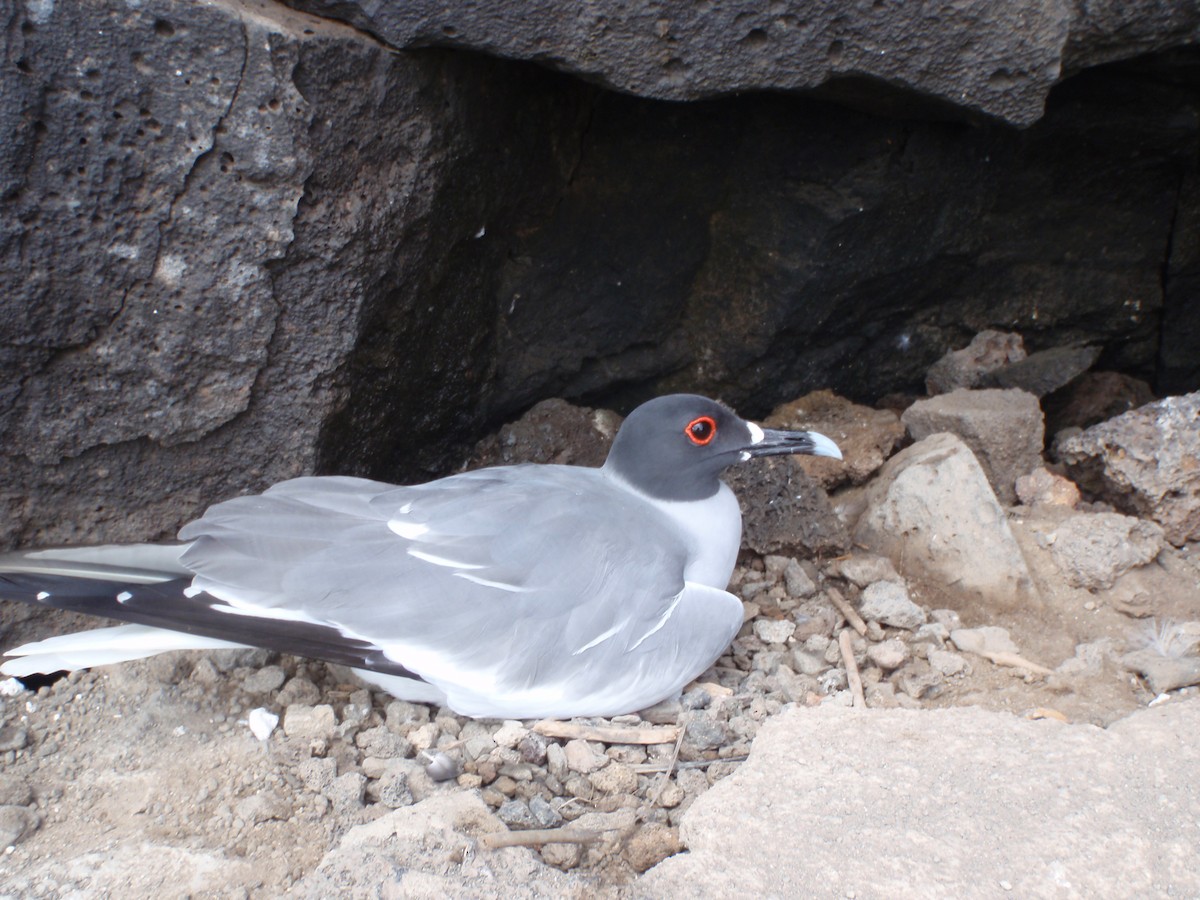 Swallow-tailed Gull - ML23760271