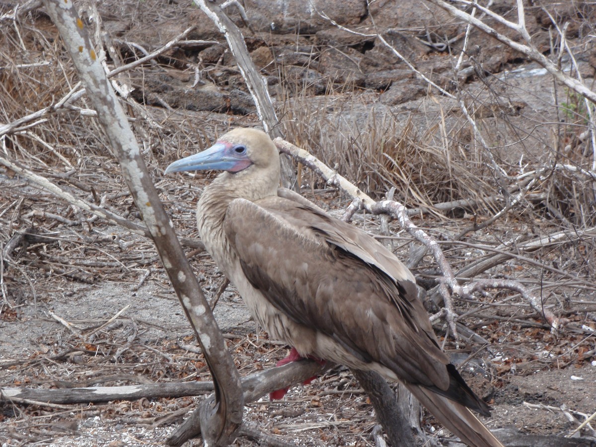 Red-footed Booby - ML23760311