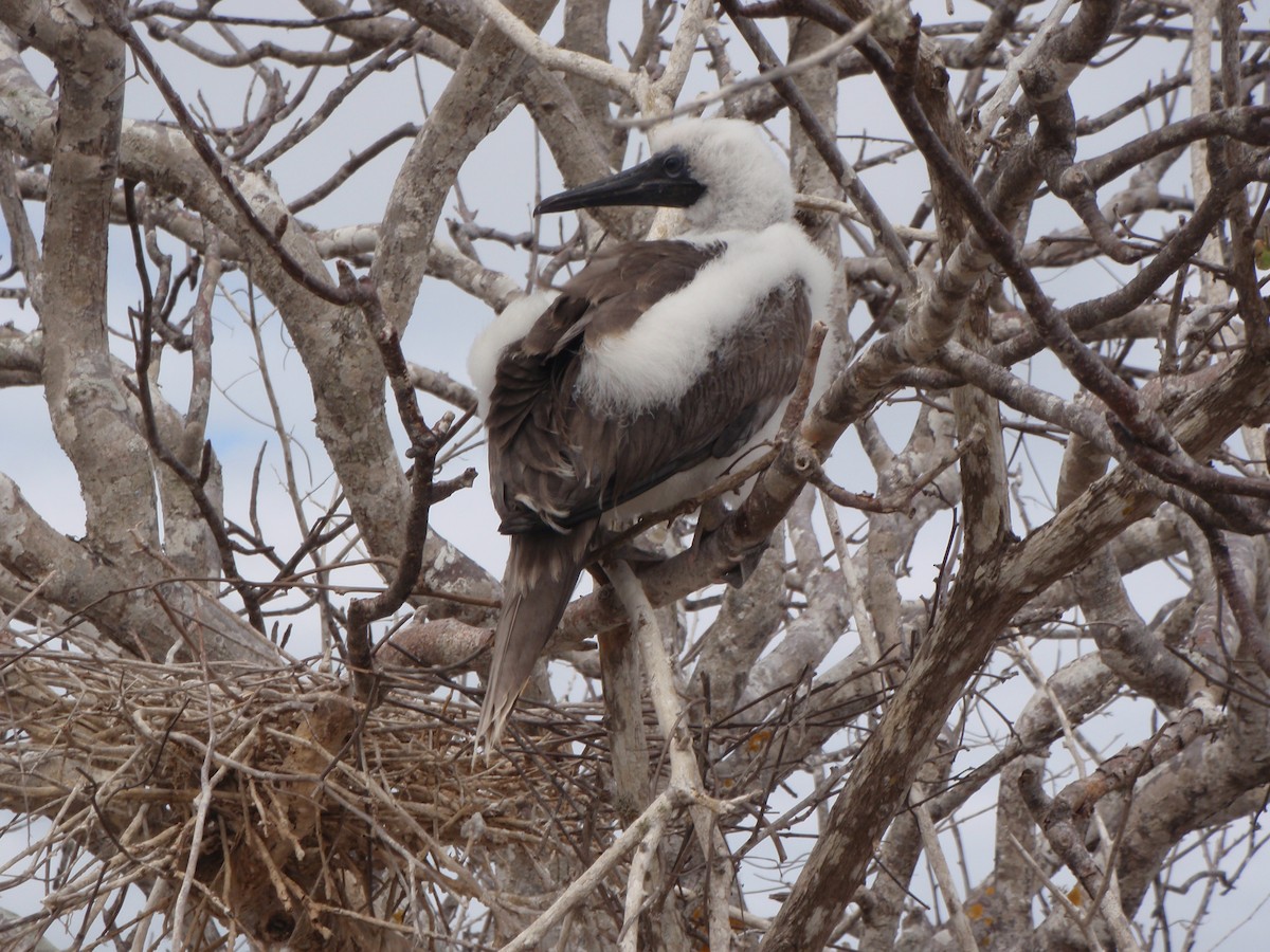 Red-footed Booby - ML23760321