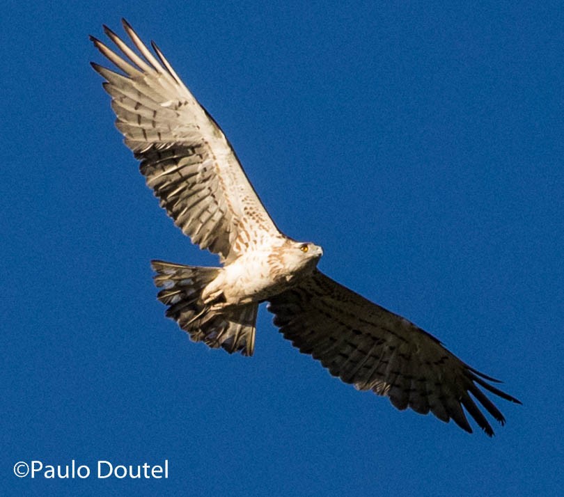 Short-toed Snake-Eagle - ML237603921