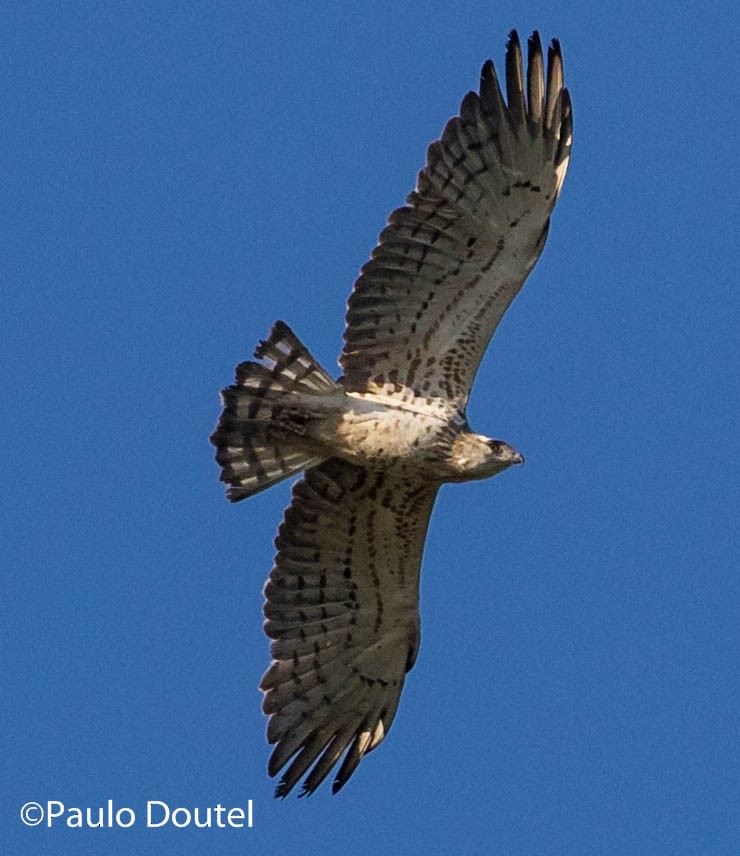 Short-toed Snake-Eagle - ML237603941