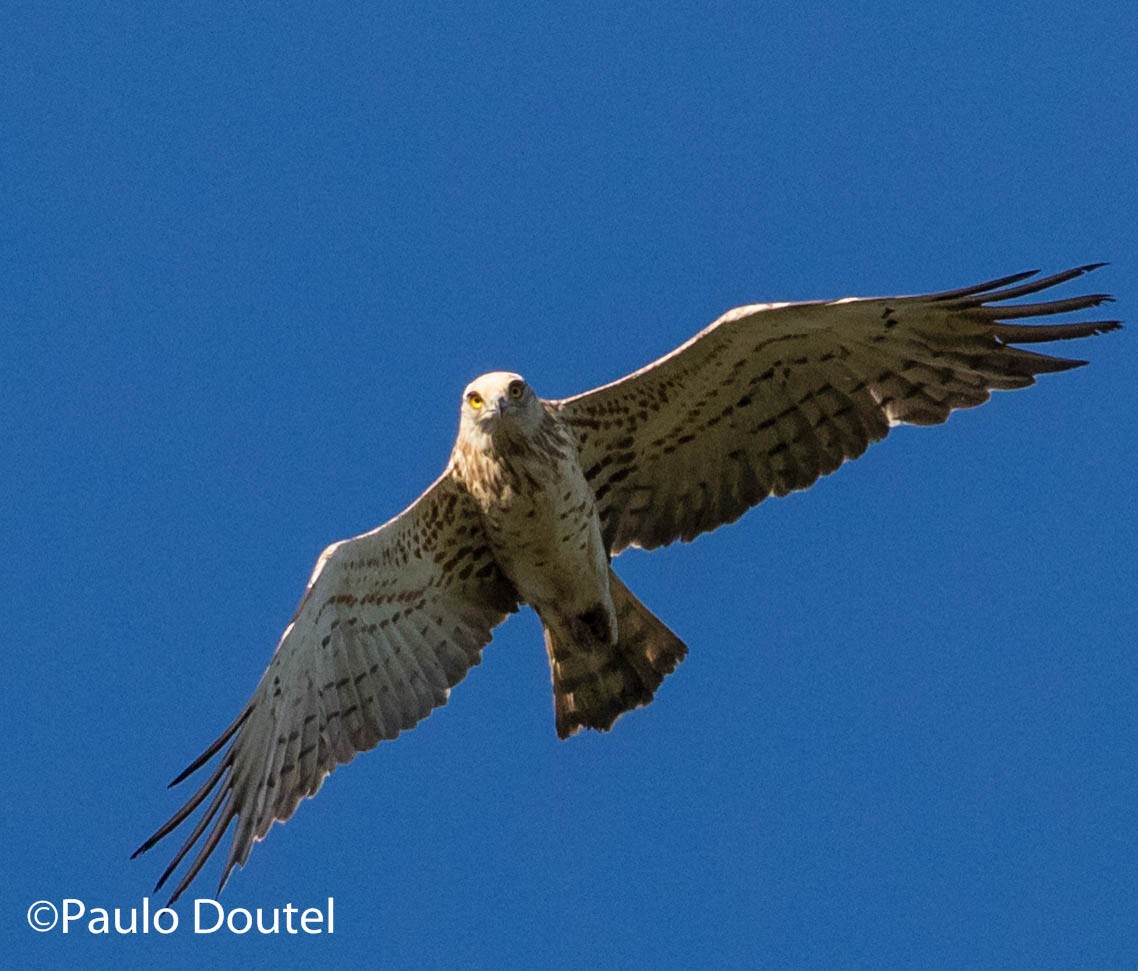 Short-toed Snake-Eagle - ML237603951