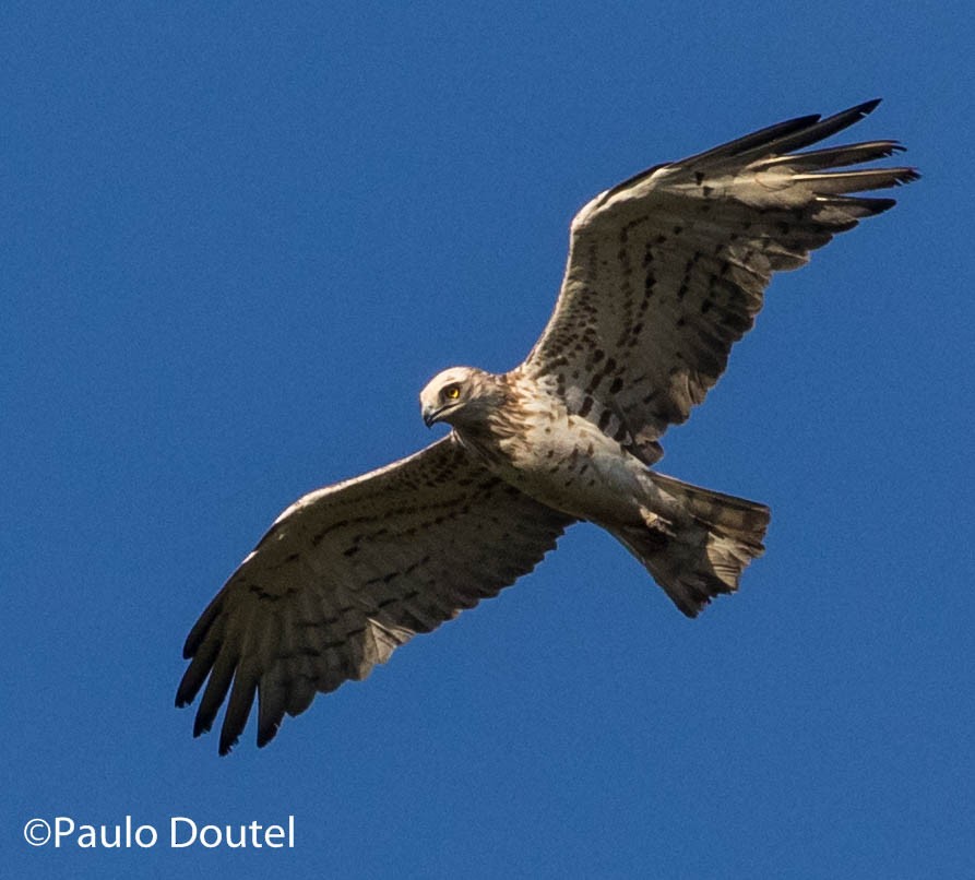 Short-toed Snake-Eagle - ML237603961