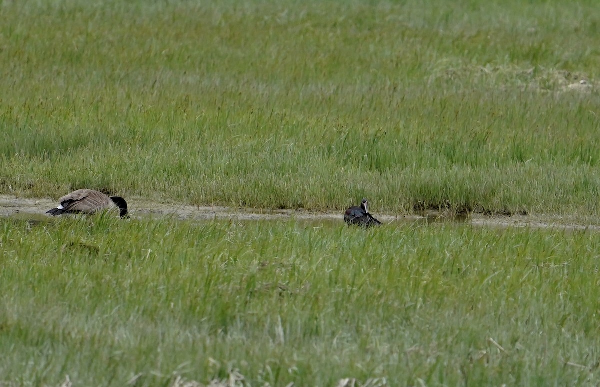 White-faced Ibis - ML237604831